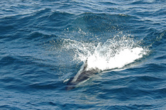 Sagmatias australis