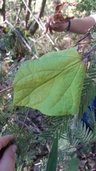 Dictyanthus