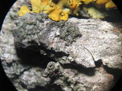 Phaeophyscia nigricans
