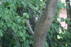 Lepidocolaptes angustirostris