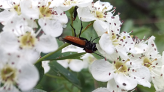 Bibio hortulanus
