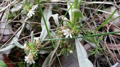 Scaevola canescens
