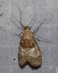 Pococera maritimalis