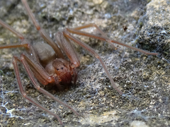 Loxosceles rufescens
