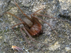 Loxosceles rufescens