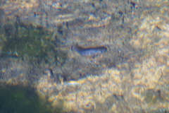 Cyprinodon nevadensis mionectes