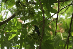 Chlorostilbon lucidus