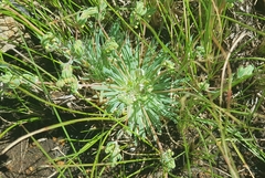 Psammotropha mucronata