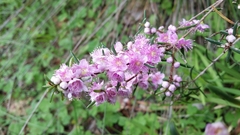 Hypocalymma robustum