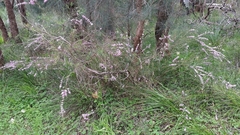 Hypocalymma robustum