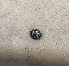 Harmonia axyridis