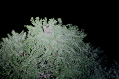 Genetta maculata