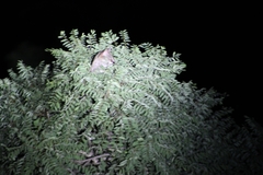 Genetta maculata
