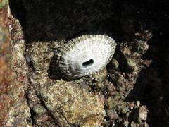 Fissurella virescens