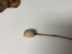 Striatoandricus aciculatus