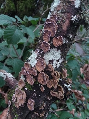 Trichaptum abietinum