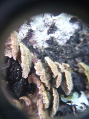 Trichaptum abietinum