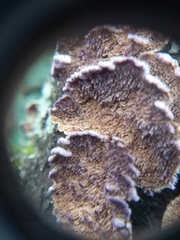 Trichaptum abietinum