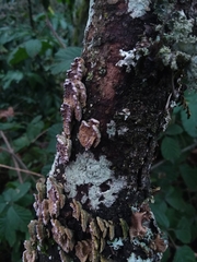 Trichaptum abietinum