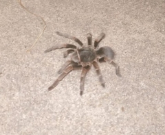 Acanthoscurria