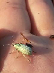 Compsus auricephalus