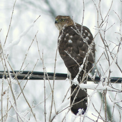 Accipiter cooperii