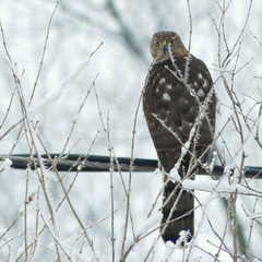 Accipiter cooperii