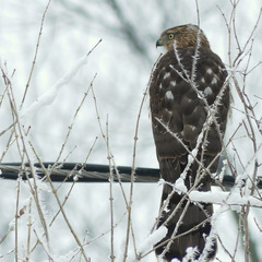 Accipiter cooperii