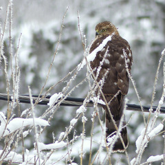 Accipiter cooperii