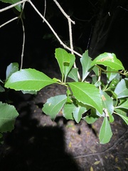 Auranticarpa rhombifolia