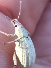 Compsus auricephalus