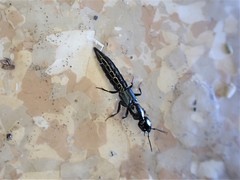 Thyreocephalus orthodoxus