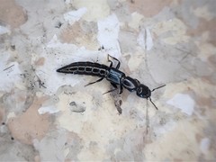 Thyreocephalus orthodoxus