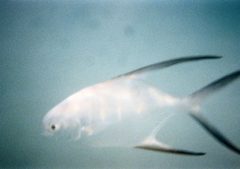 Trachinotus goodei