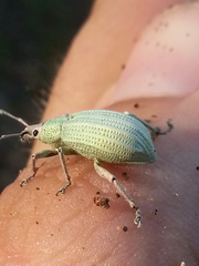 Compsus auricephalus