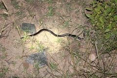 Atractaspis bibronii