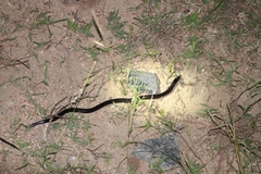 Atractaspis bibronii