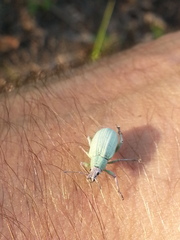 Compsus auricephalus