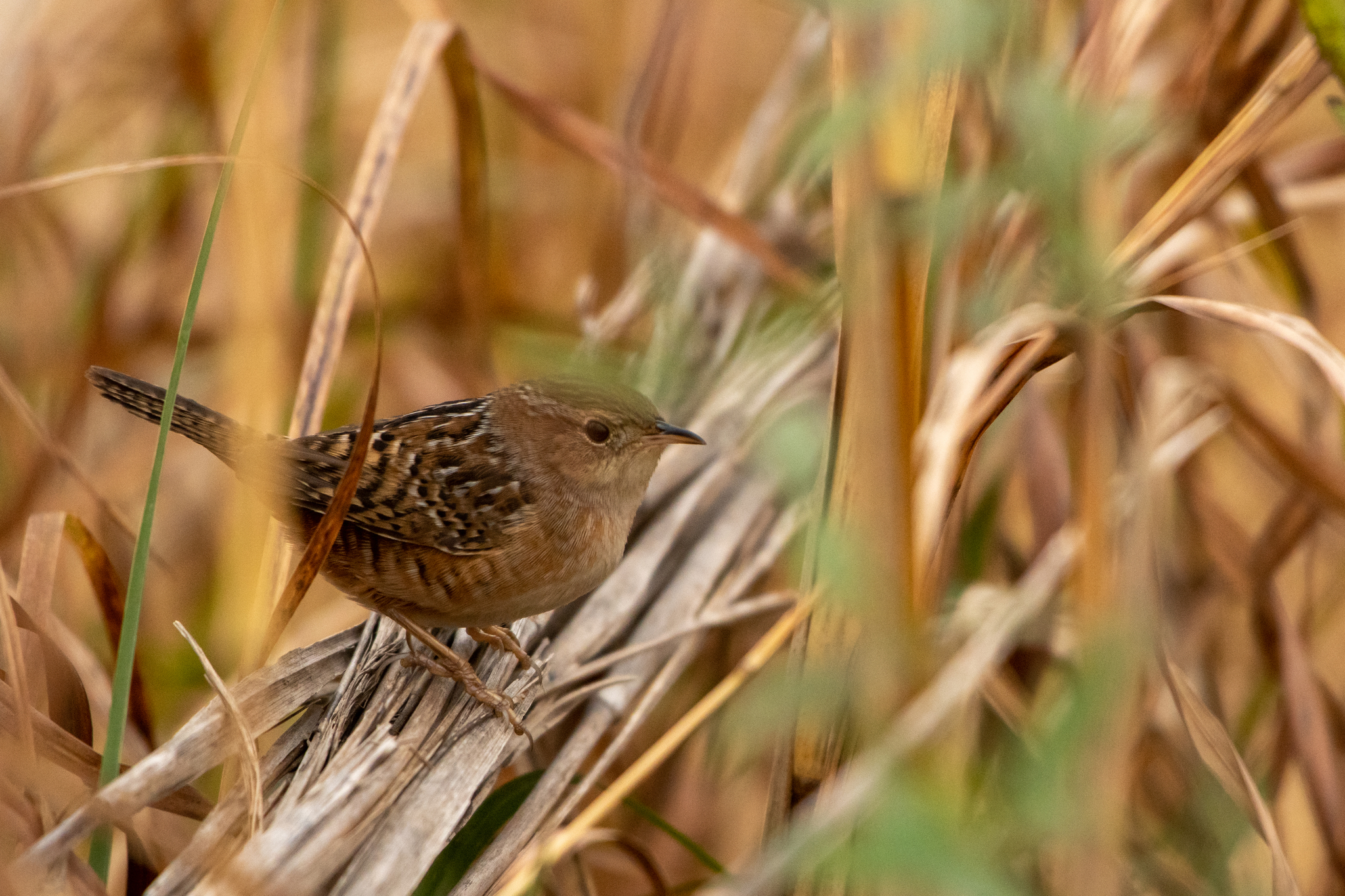 Sedge Wren illustration