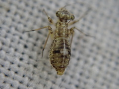 Mesopsocus