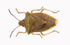 Euschistus ictericus