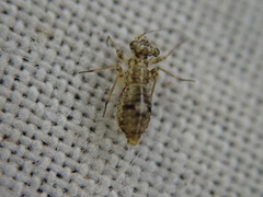 Mesopsocus
