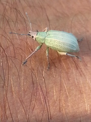 Compsus auricephalus