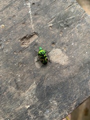 Tetrarthria variegata