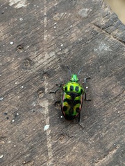 Tetrarthria variegata