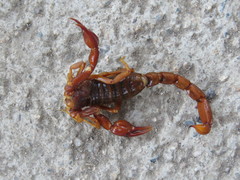 Thorellius intrepidus