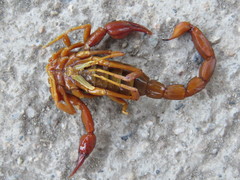 Thorellius intrepidus