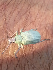 Compsus auricephalus