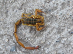 Centruroides elegans