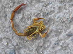 Centruroides elegans